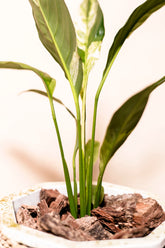 Spathiphyllum wallisii variegata